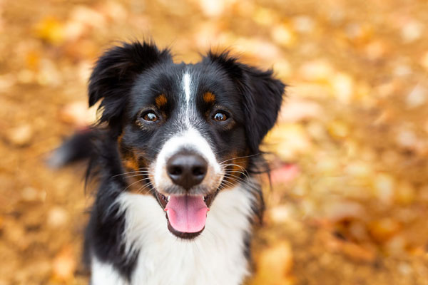 portrait-de-chien-var-st-maximin