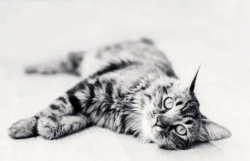 portrait-de-chat-var-toulon