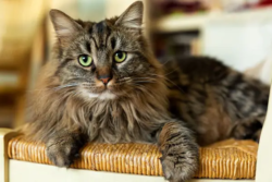 portrait-de-chat-var-st-maximin