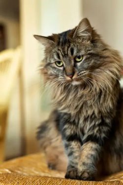 portrait-de-chat-var-brignoles