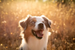 portrait-de-chien-var-frejus