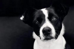 portrait-de-chien-var-brignoles