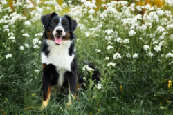 portrait-de-chien-var-st-maximin