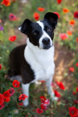 portrait-de-chien-var-coquelicots