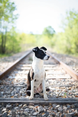 portrait-de-chien-var-st-maximin